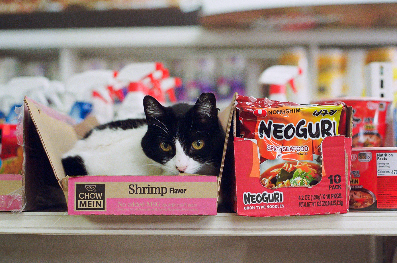 Black and white cat sitting in empty ramen noodle boxes