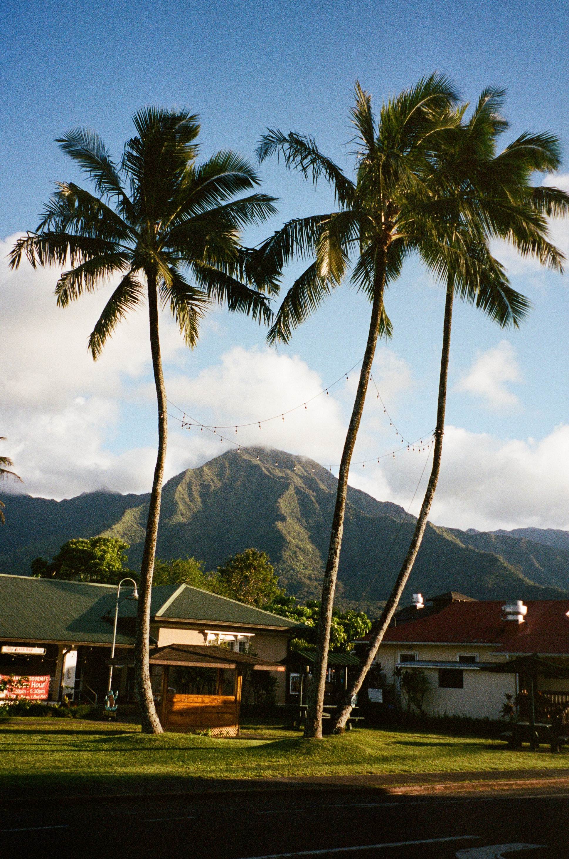Palm trees with string lights against mountain backdrop in Hawaii